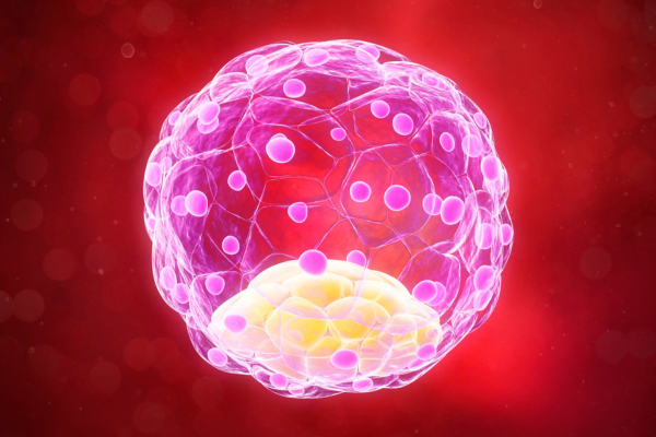 Blastocyst Transfer